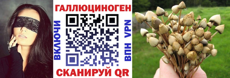 Псилоцибиновые грибы Cubensis  купить наркотики цена  Будённовск 